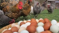 Как получать больше яиц от домашних несушек?